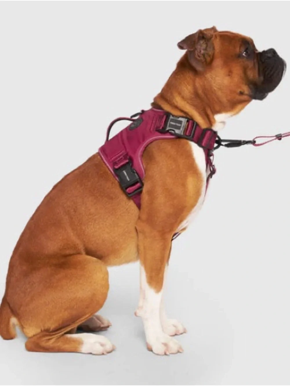 Canada Pooch Complete Control Harness - Plum Color, size M